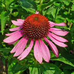 Echinacée pourpre / Echinacea purpurea